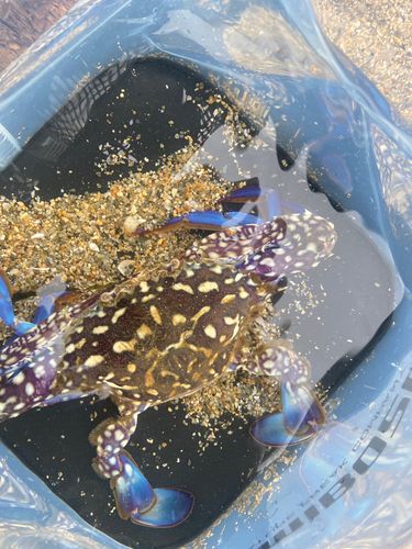 タイワンガザミの釣果