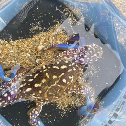 タイワンガザミ