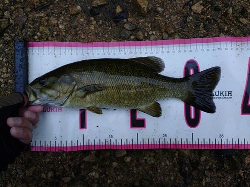 スモールマウスバスの釣果