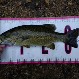 スモールマウスバス