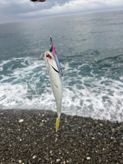ツバスの釣果