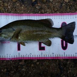 スモールマウスバス