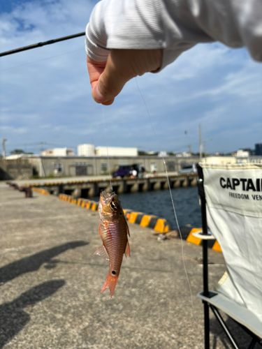 ネンブツダイの釣果