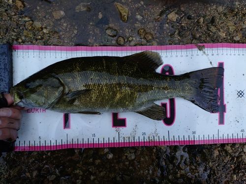 スモールマウスバスの釣果