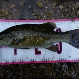 スモールマウスバス