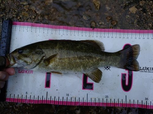 スモールマウスバスの釣果
