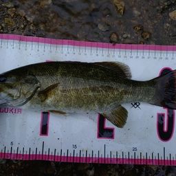 スモールマウスバス