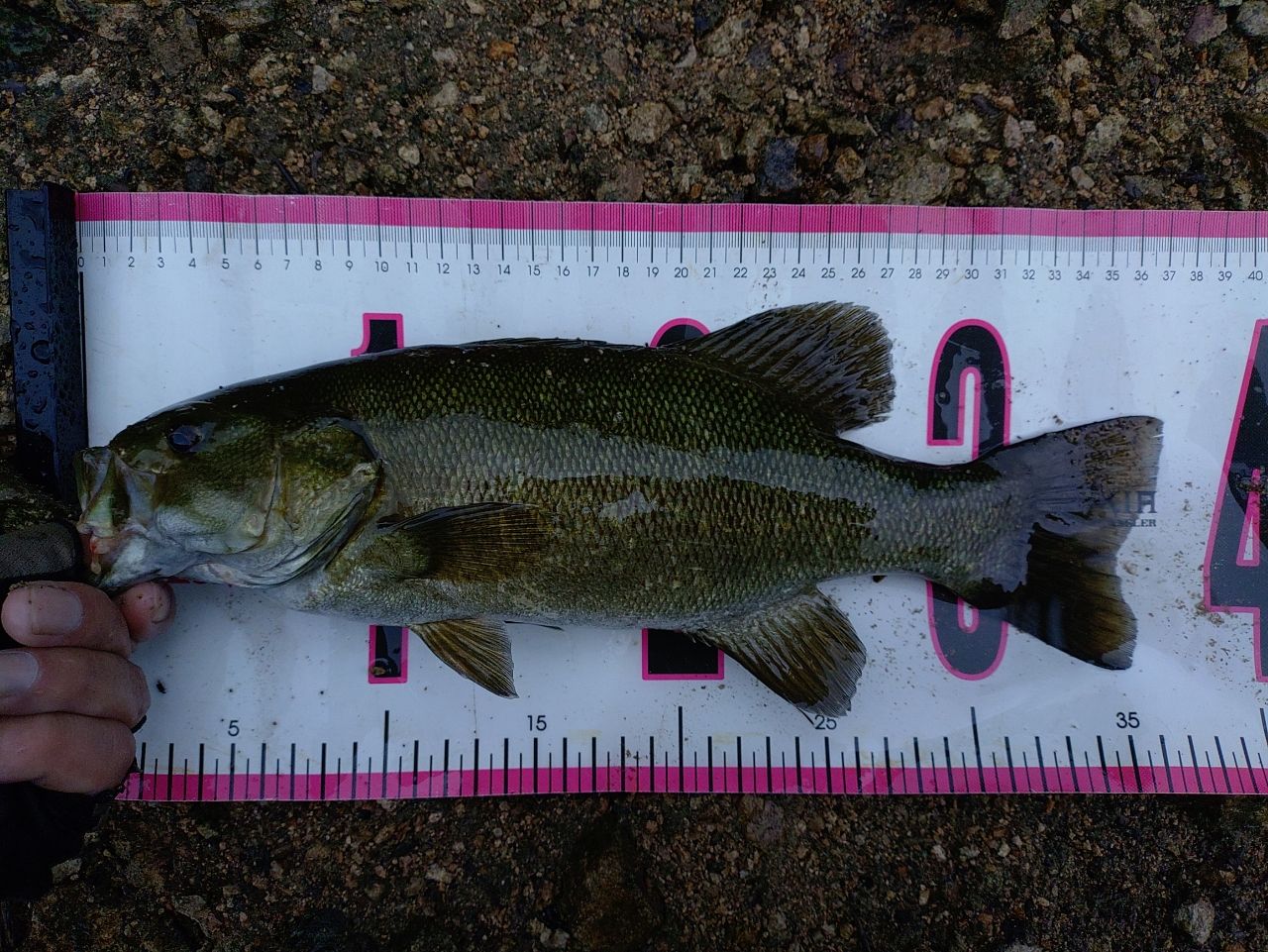 スモールマウスバス