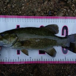 スモールマウスバス