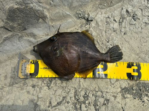 カワハギの釣果