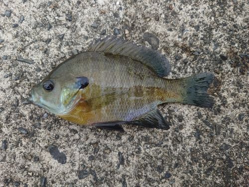 ブルーギルの釣果