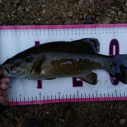 スモールマウスバス