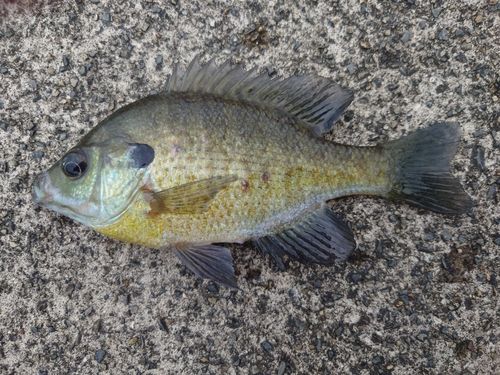 ブルーギルの釣果