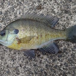 ブルーギル