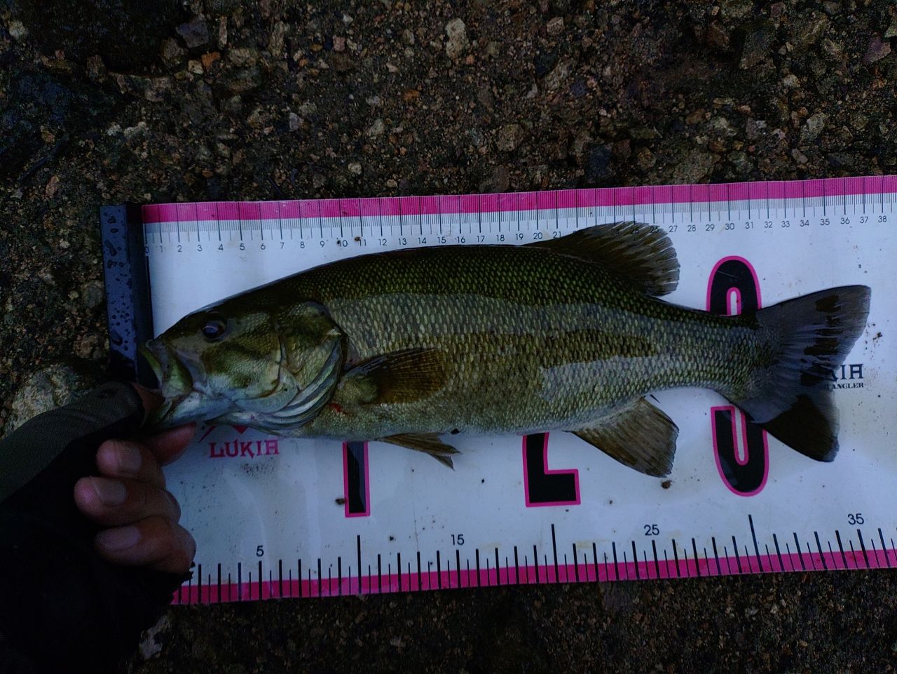 スモールマウスバス