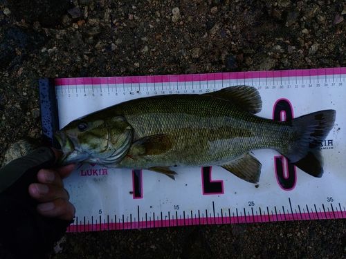 スモールマウスバスの釣果