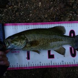 スモールマウスバス