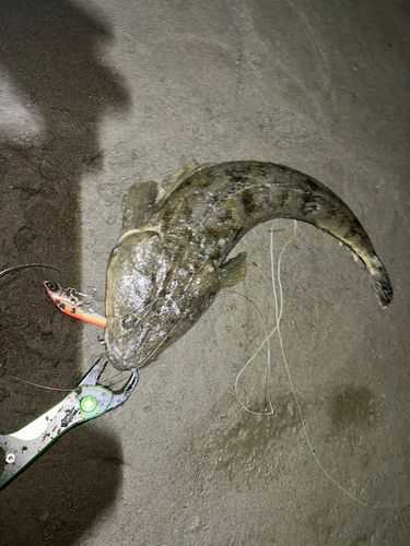 マゴチの釣果