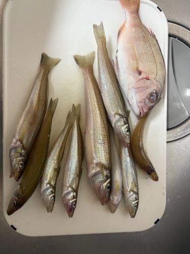 キスの釣果