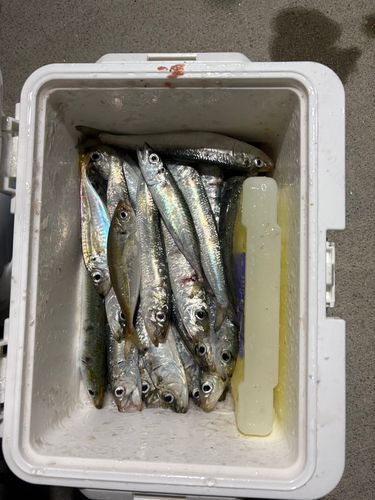 マイワシの釣果