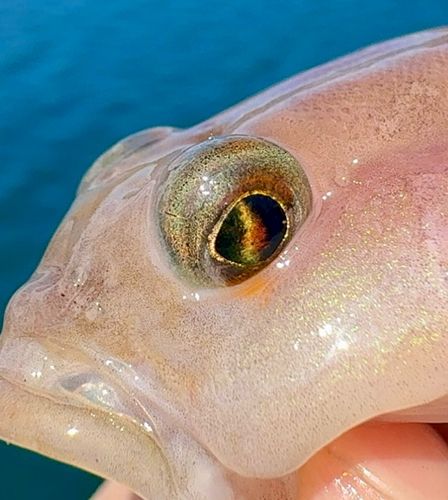リュウグウハゼの釣果