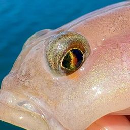 リュウグウハゼ