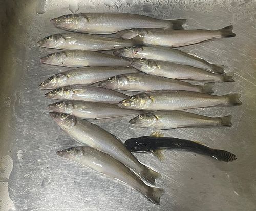 シロギスの釣果