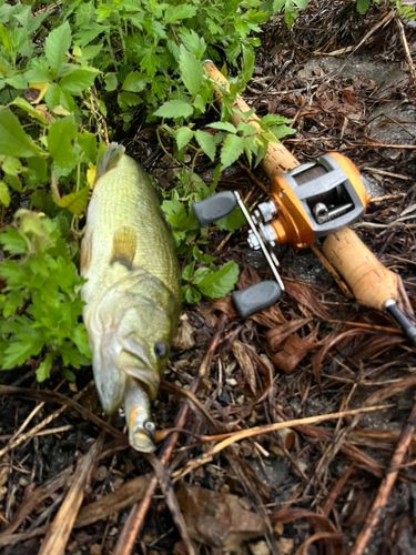 ラージマウスバスの釣果