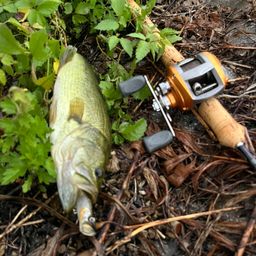 ラージマウスバス