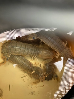 シャコの釣果