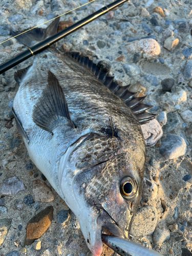 クロダイの釣果