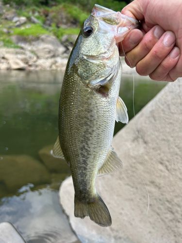 ラージマウスバスの釣果