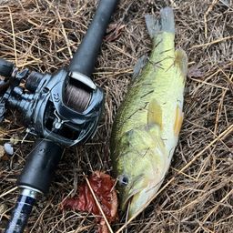 ラージマウスバス