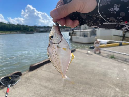 ヒイラギの釣果