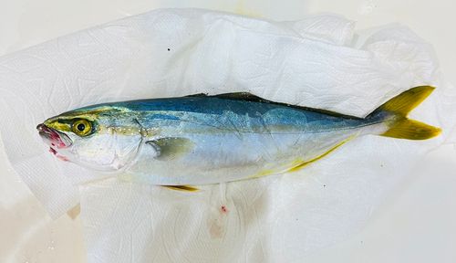 ワカシの釣果