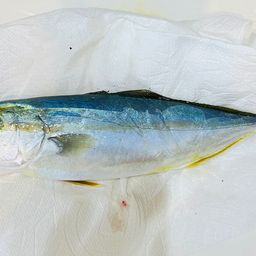 ワカシ