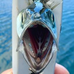 サバ