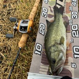 ラージマウスバス