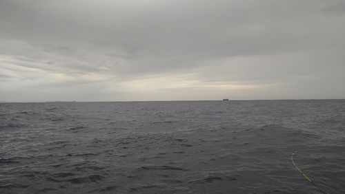 ケンサキイカの釣果
