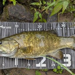 スモールマウスバス