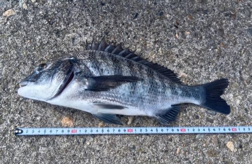 釣果