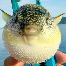 フグ