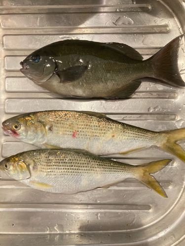 コノシロの釣果