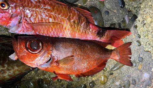 キントキダイの釣果