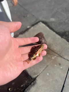 クロソイの釣果