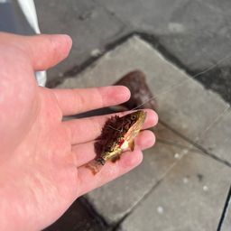 クロソイ