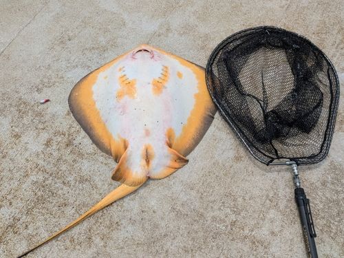 アカエイの釣果