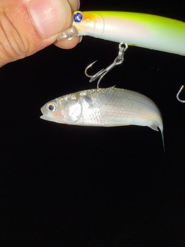 ボラの釣果