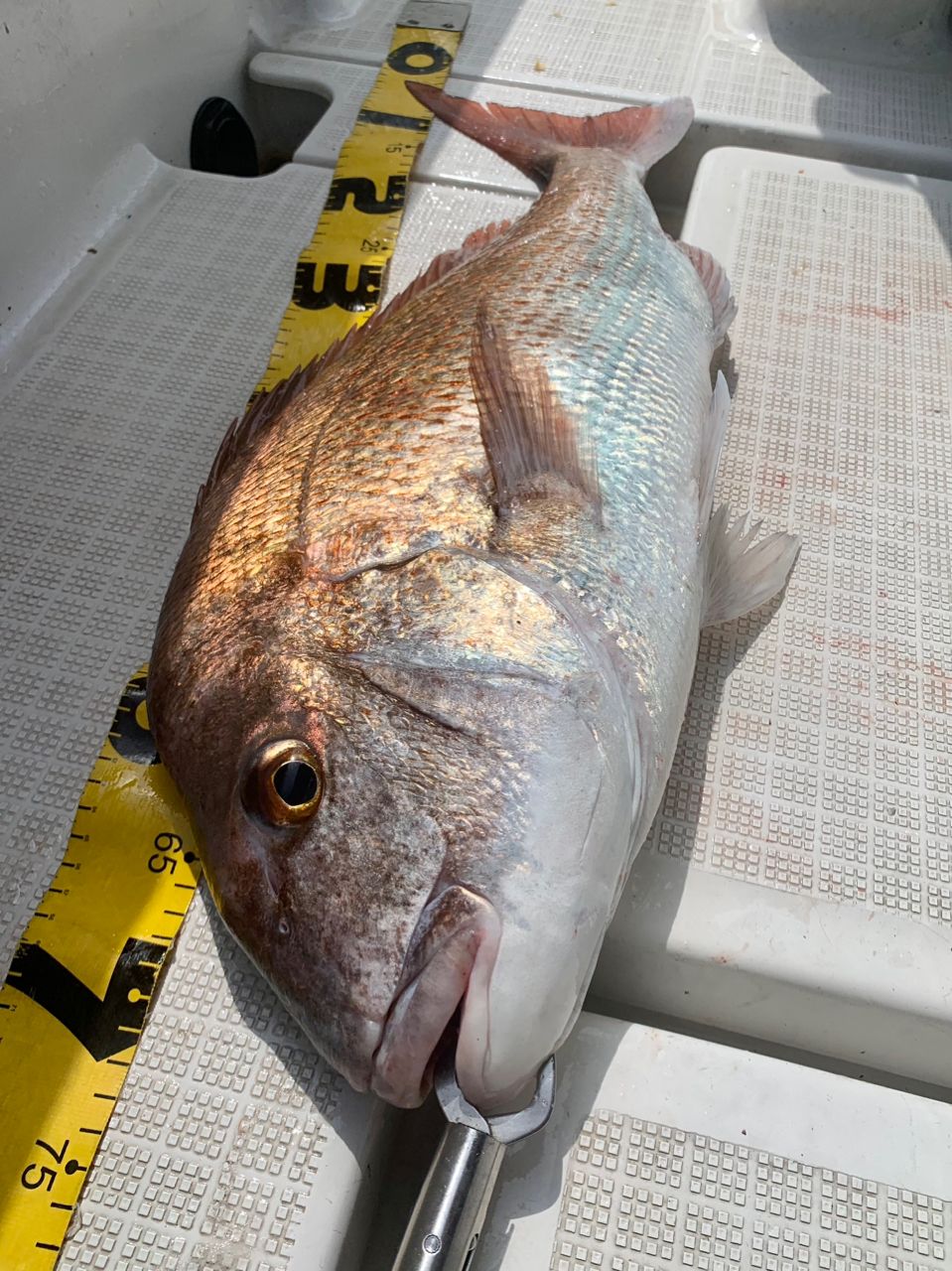 わじゅけんさんの釣果 3枚目の画像