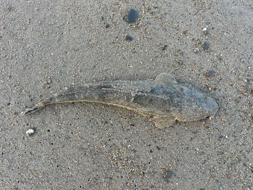 マゴチの釣果